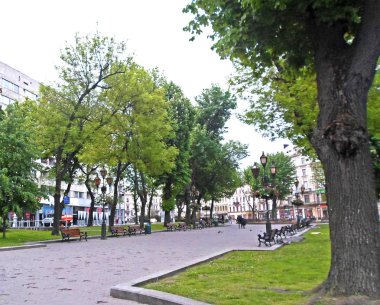 Lviv sokaklarında ağaçlar