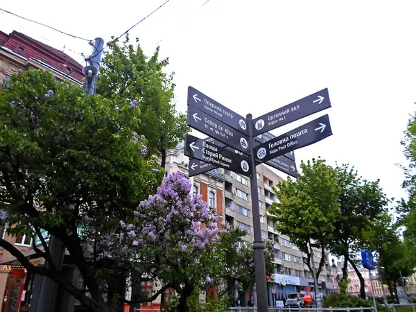 Lviv sokaklarda çiçek açması ağaçlar — Stok fotoğraf