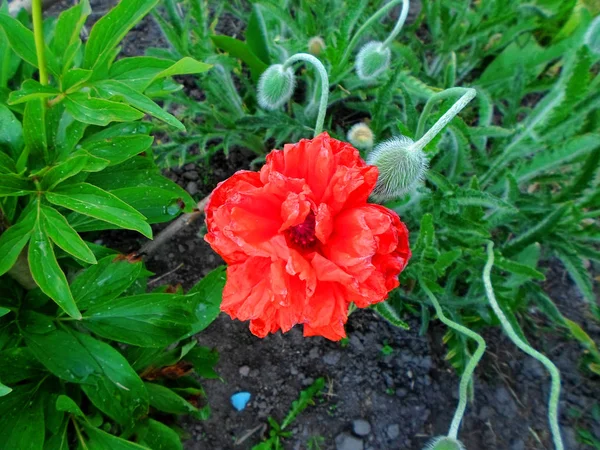 Fleur de pavot rouge — Photo