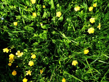 vahşi sarı çiçek