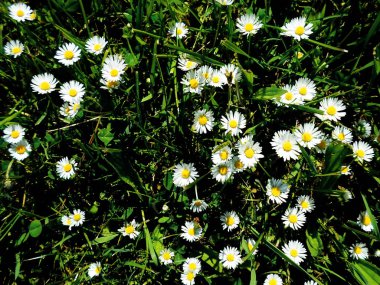 Çayırda vahşi chamomiles