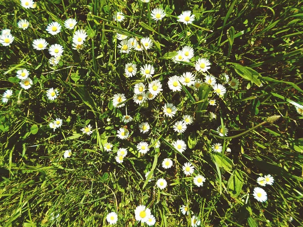 Divoké chamomiles na louce — Stock fotografie