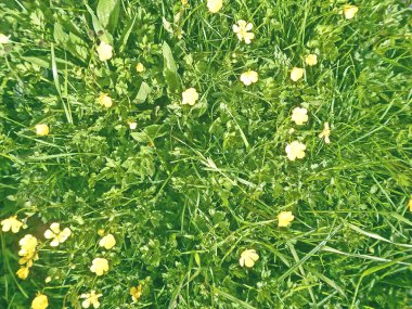 Sarı çiçekli çayır