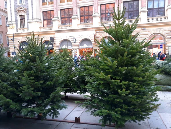 Vídeň Rakousko Prosince 2017 Vánoční Stromky Ulici Graben — Stock fotografie