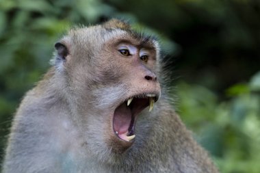 Bali dili uzun kuyruklu Maymun maymun Tapınağı, Ubud