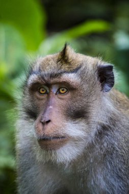 Bali dili uzun kuyruklu Maymun maymun Tapınağı, Ubud