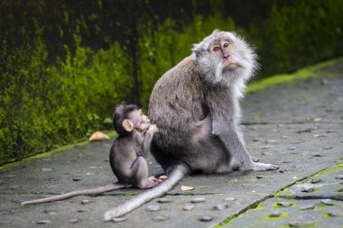 Bali dili uzun kuyruklu Maymun maymun Tapınağı, Ubud