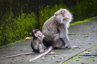Balinese long-tailed monkey at Monkey Temple, Ubud clipart