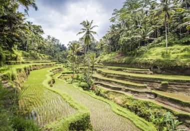Tegalalang pirinç terasları Ubud, Bali yakınındaki