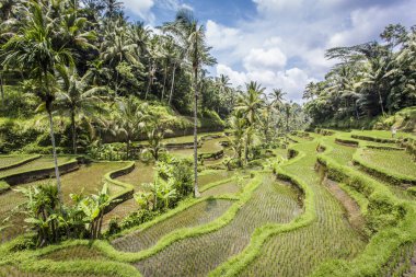 Tegalalang pirinç terasları Ubud, Bali yakınındaki