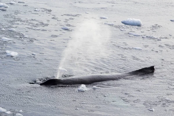 Humpback whale — Stock Photo, Image