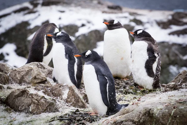 Пингвины gentoo — стоковое фото