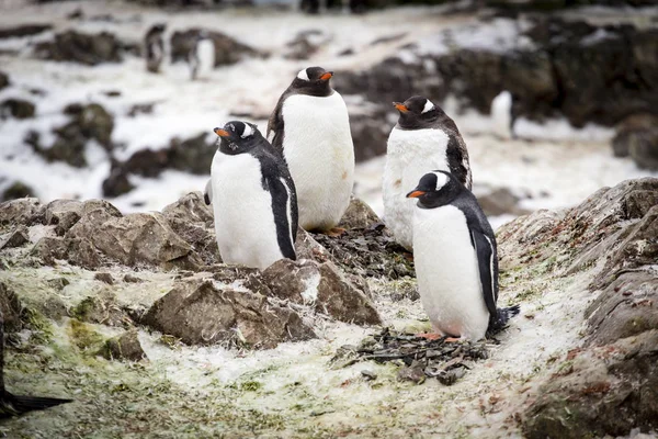 Gentoo pingviner — Stockfoto
