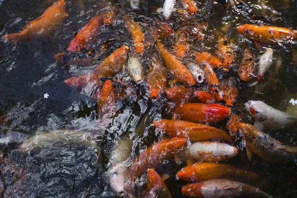 Pesce Koi al Byodo-in Temple, Kaneohe, Oahu, Hawaii — Foto Stock