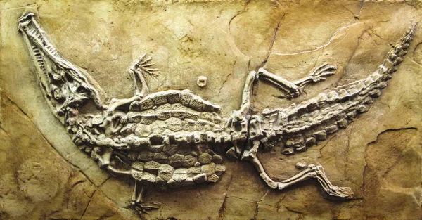 140 miljoen jaar oud alligator fossiele — Stockfoto