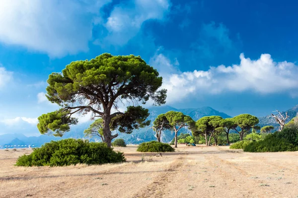 Antalya Cirali Plajı Nda Çam Ağaçları Stok Resim