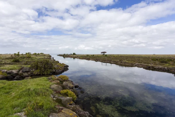 Eine Salzwiese Südaustralien Mit Einer Hohen Vielfalt Sumpfpflanzen lizenzfreie Stockfotos