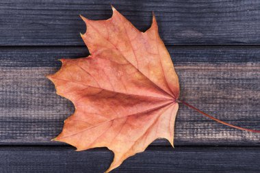 Sarı akçaağaç yaprağı üzerinde ahşap yüzey, en iyi viw