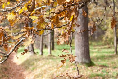 sonbahar park soyut fotoğraf seçici odak