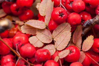 Kırmızı rowan kapatmak yukarıya makro fotoğraf