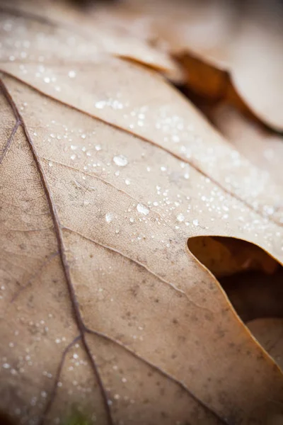 Hoja seca de roble de otoño en gotas de rocío de cerca —  Fotos de Stock