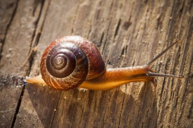 gidiş sarmal salyangoz üzerinde ahşap yüzey Üstten Görünüm