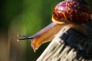 aşağı bakıyor bir ahşap yüzey üzerinde sarmal salyangoz canlı