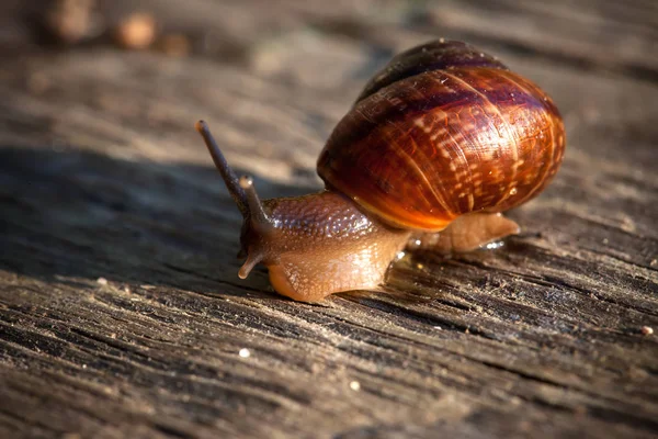 eski bir ahşap yüzey portre üzerinde sarmal salyangoz canlı