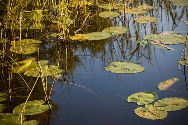 Waldsee, Spiegelung im Wasser, Blätter von Seerosen — Stockfoto