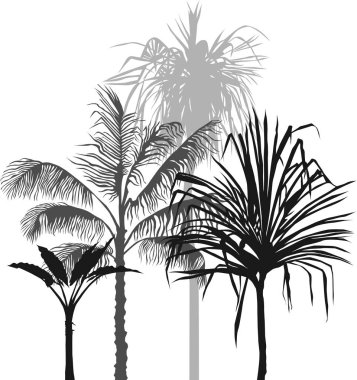 palmiye ağacı koleksiyonu