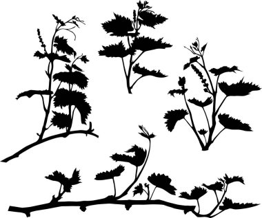 Üzüm asmaları siluetleri