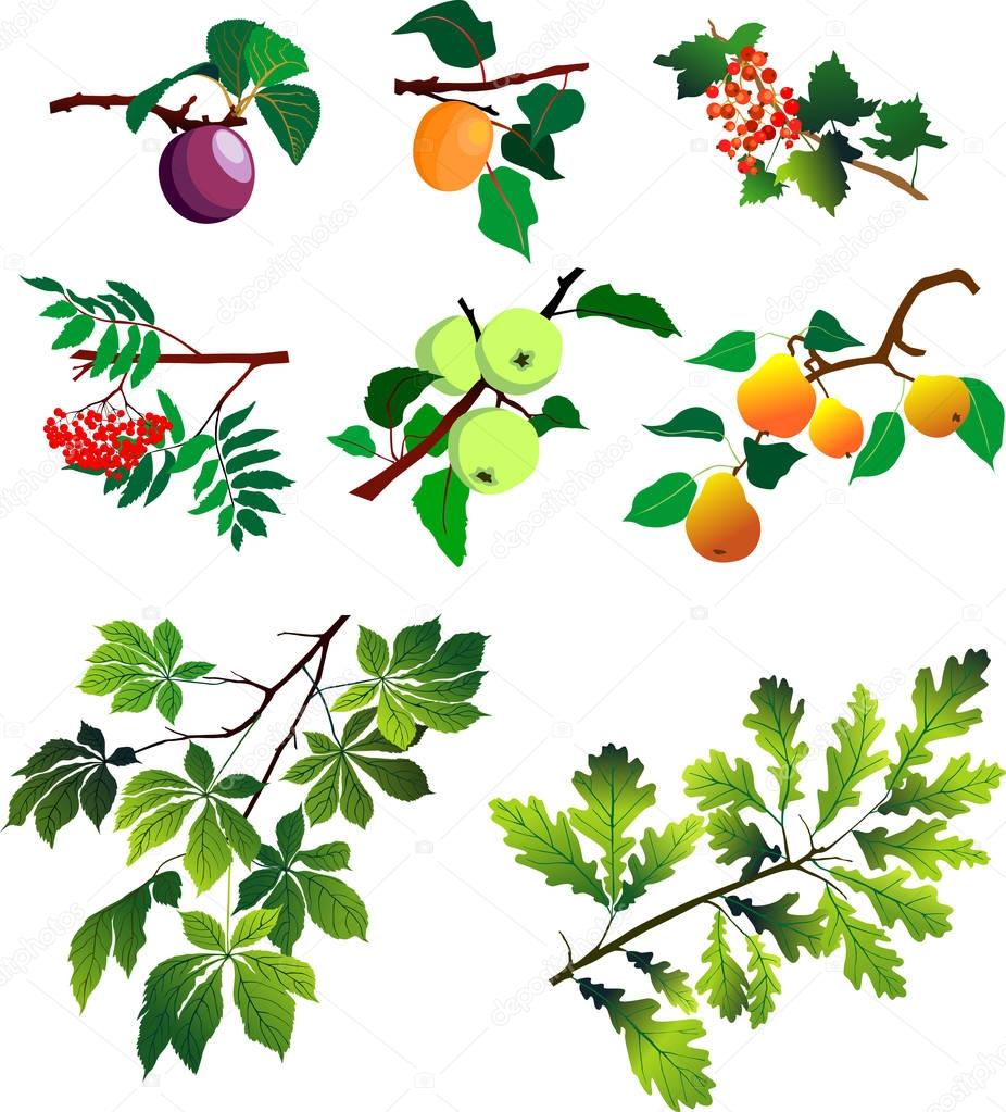 Branches with fruits set