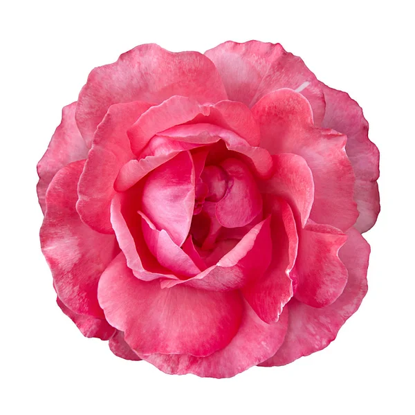 Pink rose isolated on white background. — Stock Photo, Image