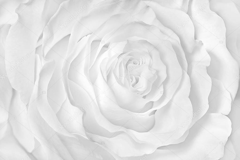 Monochrome image, white rose close-up