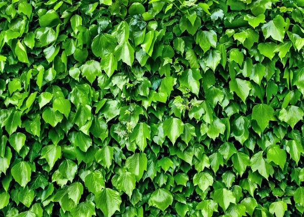 Green leaves on with wall , wooden background — Stock Photo, Image