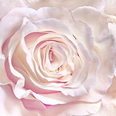 Beyaz gül yakın plan