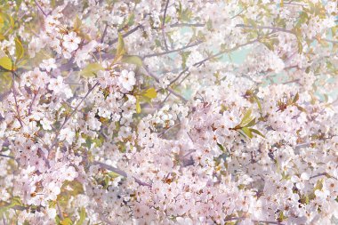 Çiçekli elma ağaç dalları, Erik