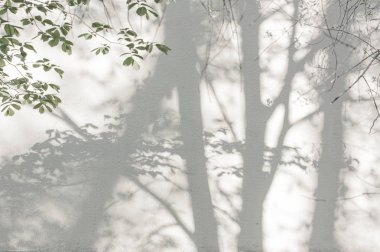 Alçılı duvardaki ağaçların gölgeleri