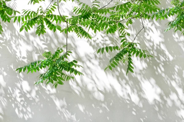 Shadows from trees on a plastered wall — Stock Photo, Image