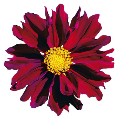 İzole kırmızı büyük yıldız çiçeği