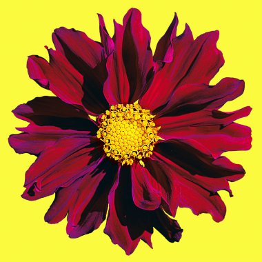 İzole kırmızı büyük yıldız çiçeği