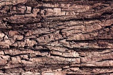 Ağaç kabuğu arka plan makro