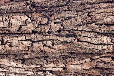 Ağaç kabuğu arka plan makro