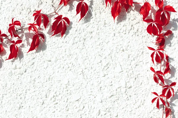 Climbing vine with red leaves at white plastered wall in autumn. Concrete and foliage texture — Stock Photo, Image