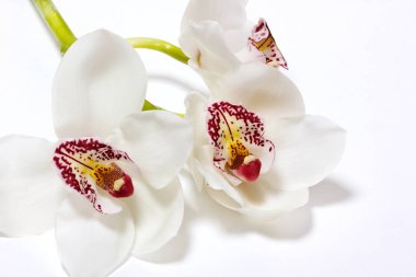 Beyaz kaplan orkidesi başı beyaz arkaplanda izole edilmiş makro çekim yakın