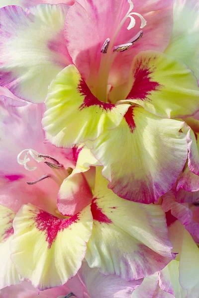 Рожевий квітучий гладіолус в літньому сонці влітку — стокове фото