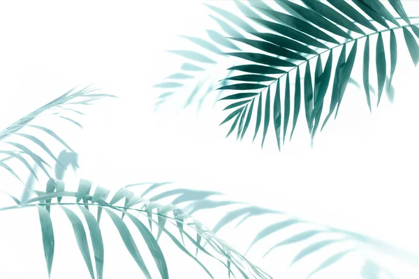 白色背景的棕榈薄荷叶 — 图库照片