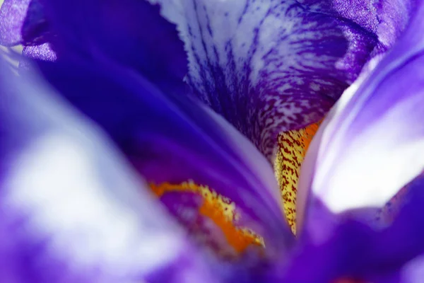 Indigo bunga iris biru macro besar cahaya alami — Stok Foto