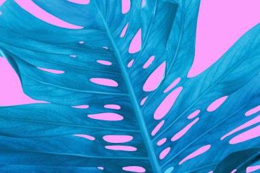 Pembe arka planda mavi canavar yaprakları