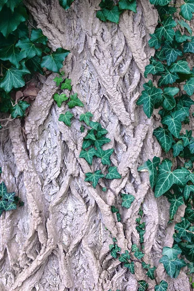 Green grape leaves on an old gray tree bark. Europe, ecology. — Stock Photo, Image